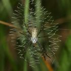 Das selten zu sehende, atypische Netz eines jungen Weibchens der Wespenspinne (Argiope bruennichi)