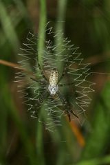 Das selten zu sehende, atypische Netz eines jungen Weibchens der Wespenspinne (Argiope bruennichi)