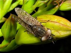 Das selten zu sehende Männchen der Regenbremse (Haematopota pluvialis), Bild 1