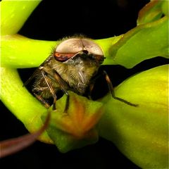 Das selten zu sehende Männchen der Regenbremse (Haematopota pluvialis), Bild 2