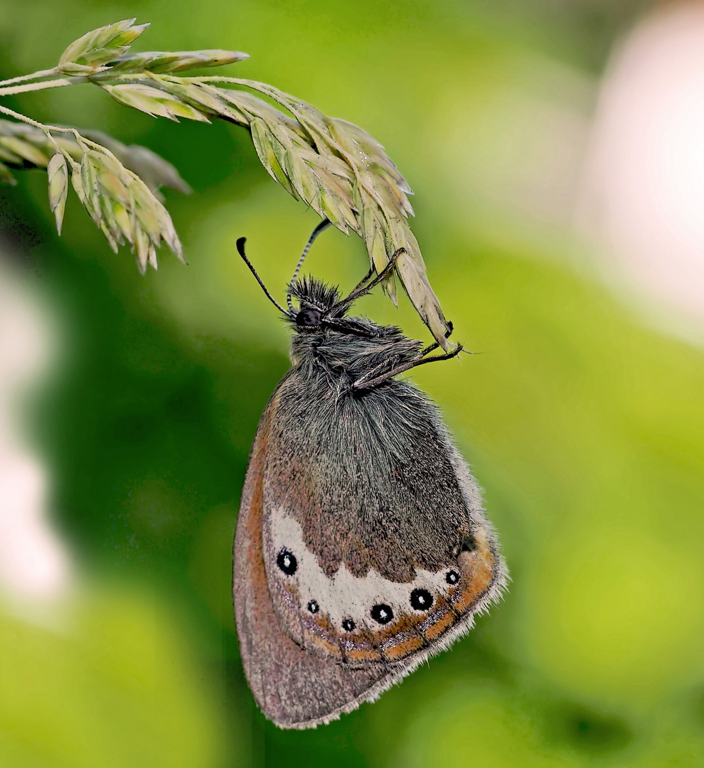 Das seltene Alpen-Wiesenvögelchen (Coenonympha gardetta) - Le Satyrion.