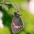 Das seltene Alpen-Wiesenvögelchen (Coenonympha gardetta) - Le Satyrion.