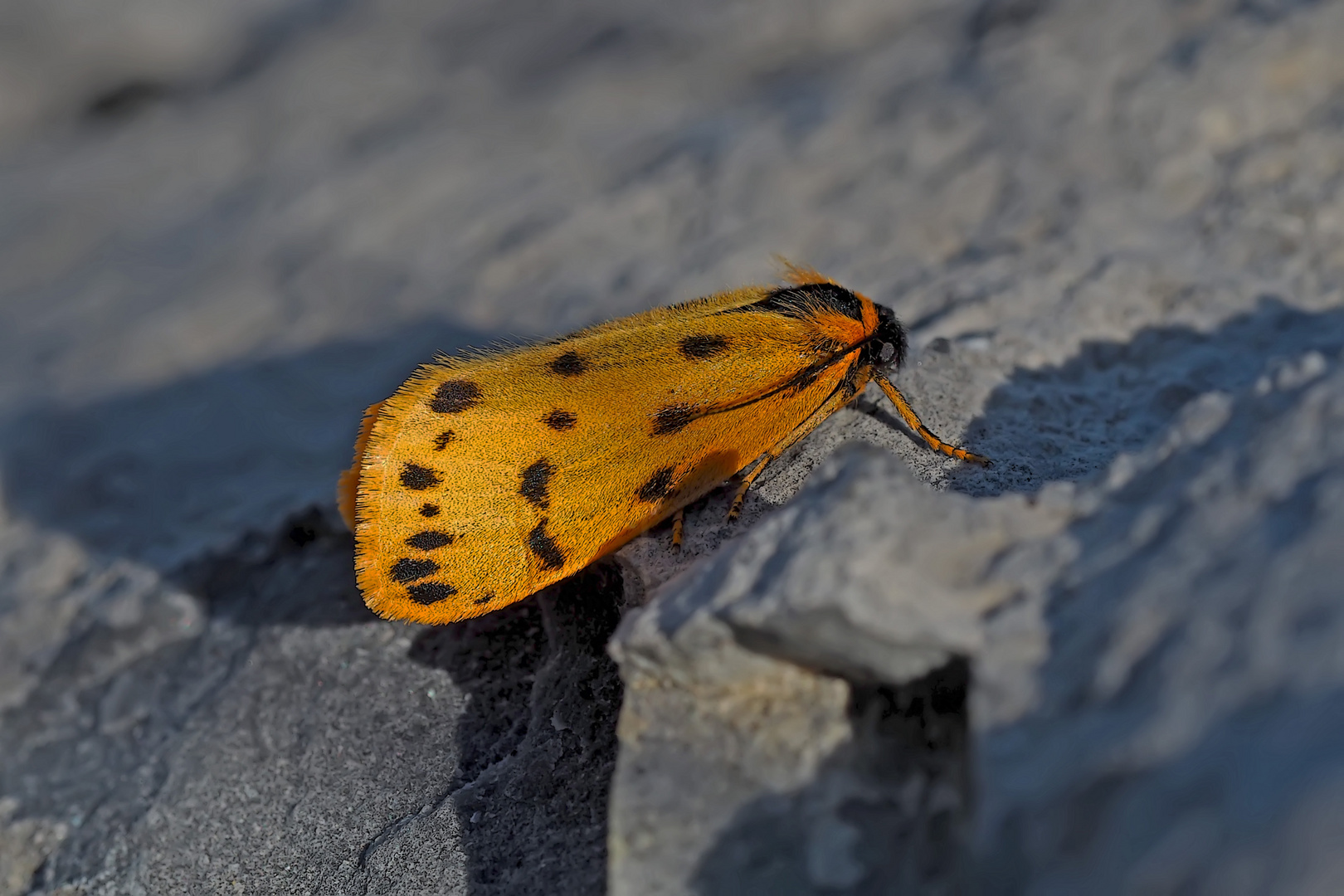 Das seltene Flechtenbärchen (Setina aurita) ...