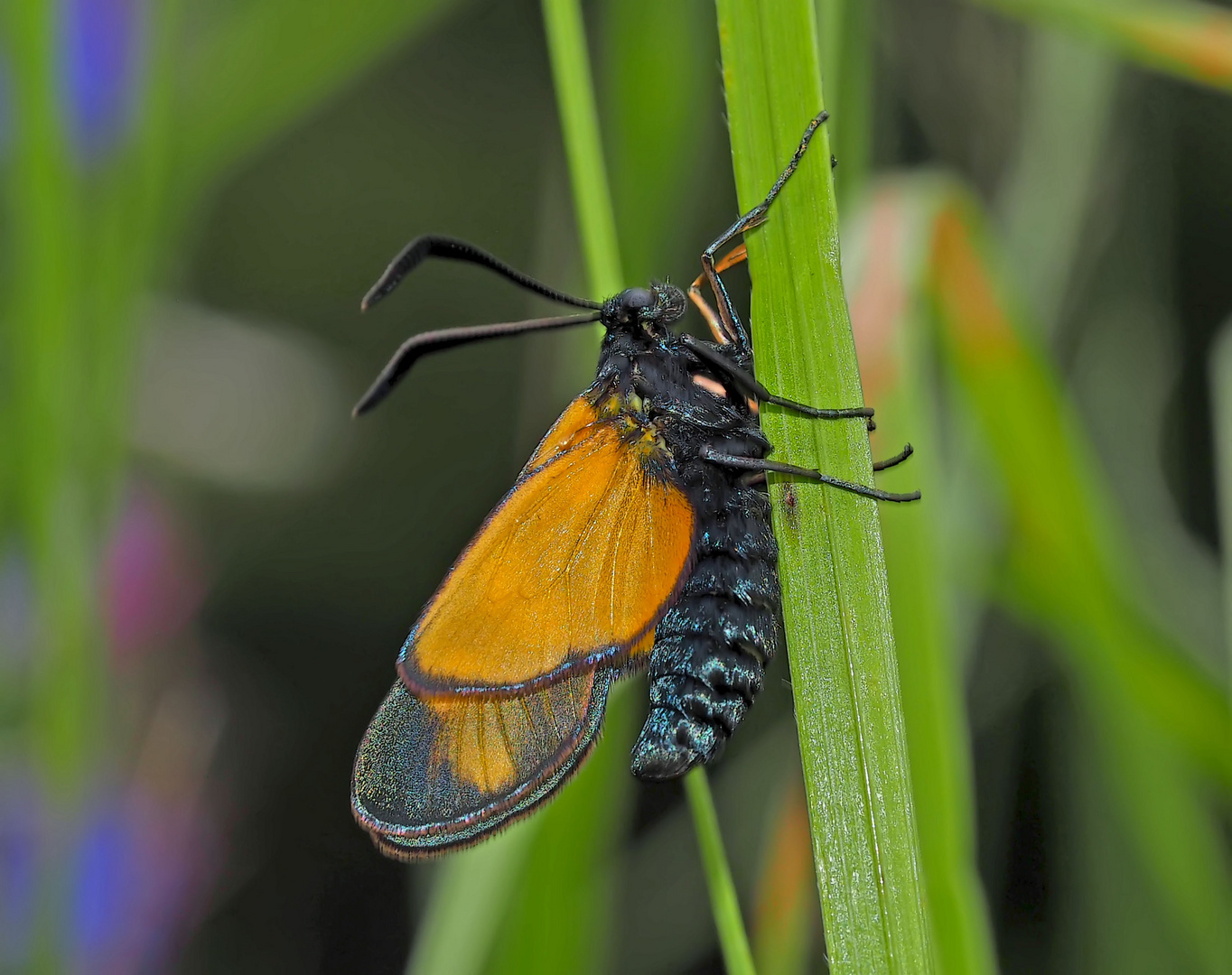 Das seltene gelb-orange Hufeisenklee-Widderchen, Zygaena transalpina.