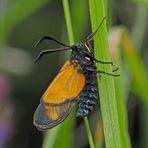 Das seltene gelb-orange Hufeisenklee-Widderchen, Zygaena transalpina.