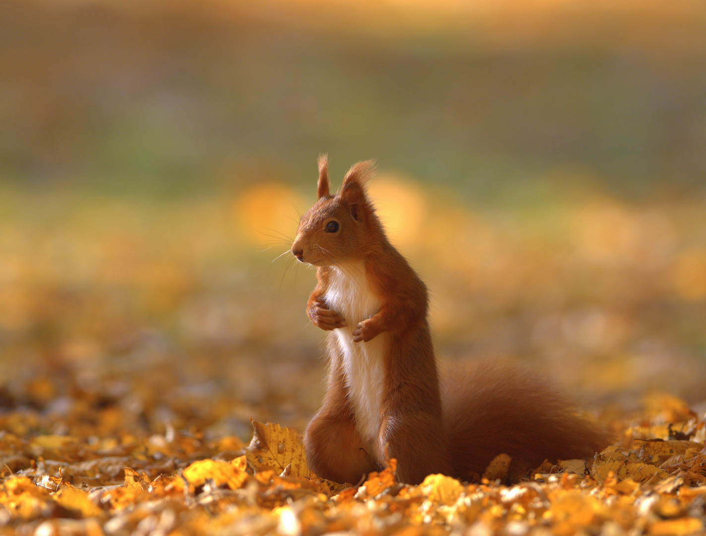 das seltene -goldhörnchen-