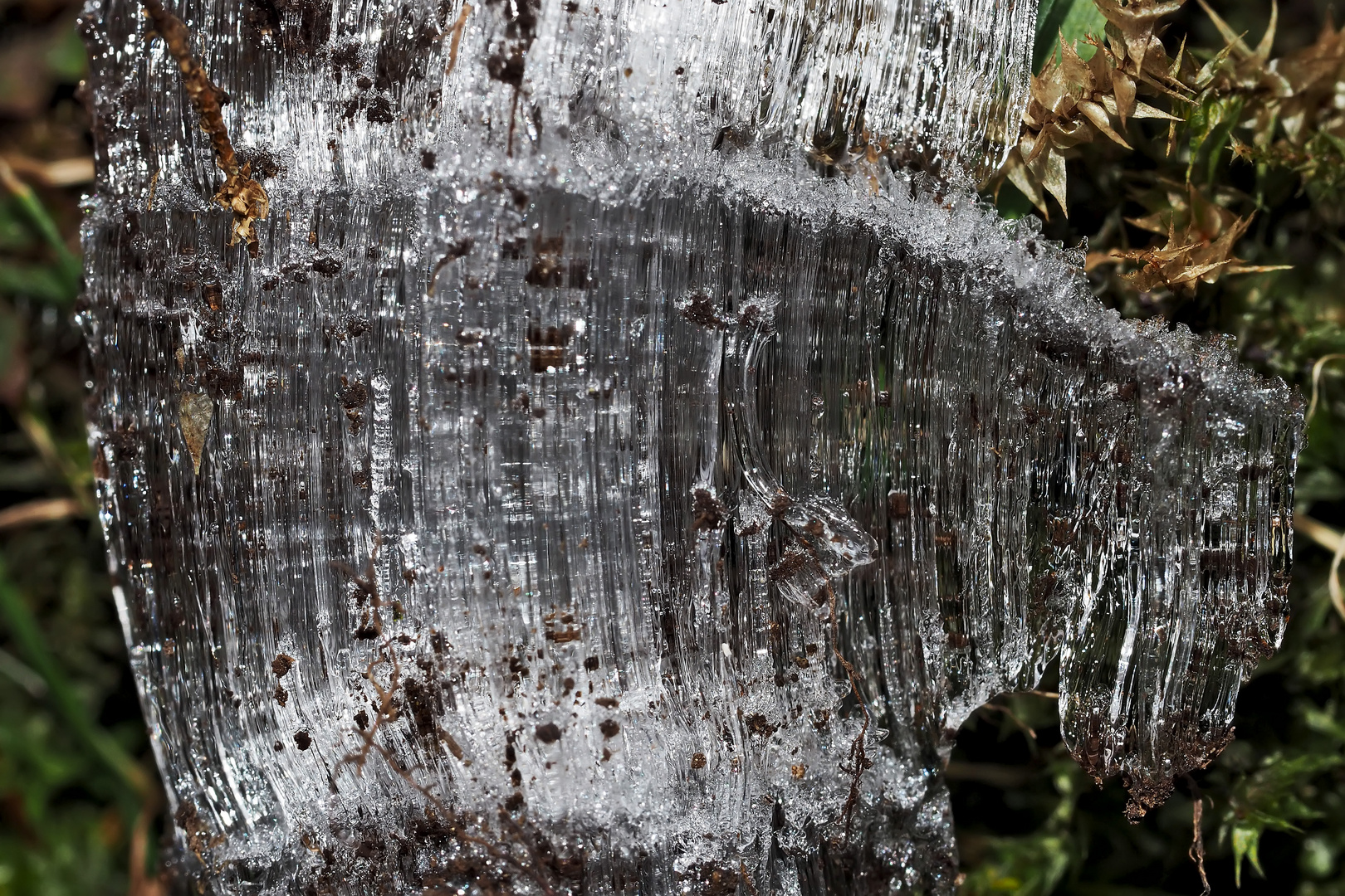  Das seltene Kammeis, das aus dem Boden herauswächst...  -  Aiguilles de glace, un phénomène rare.