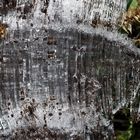  Das seltene Kammeis, das aus dem Boden herauswächst...  -  Aiguilles de glace, un phénomène rare.
