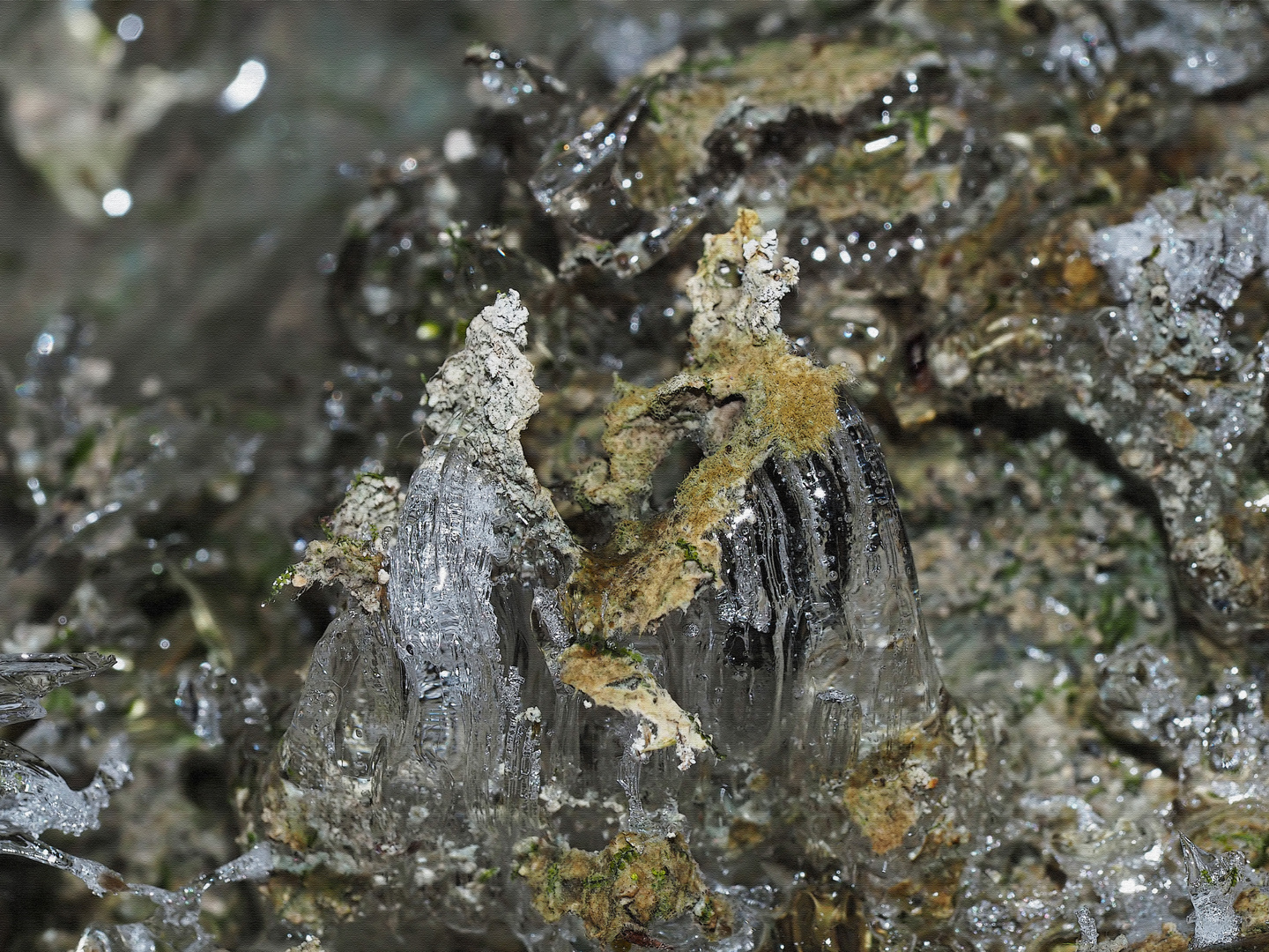 Das seltene Kammeis, das aus dem Boden herauswächst... - Aiguilles de glace, un phénomène rare.