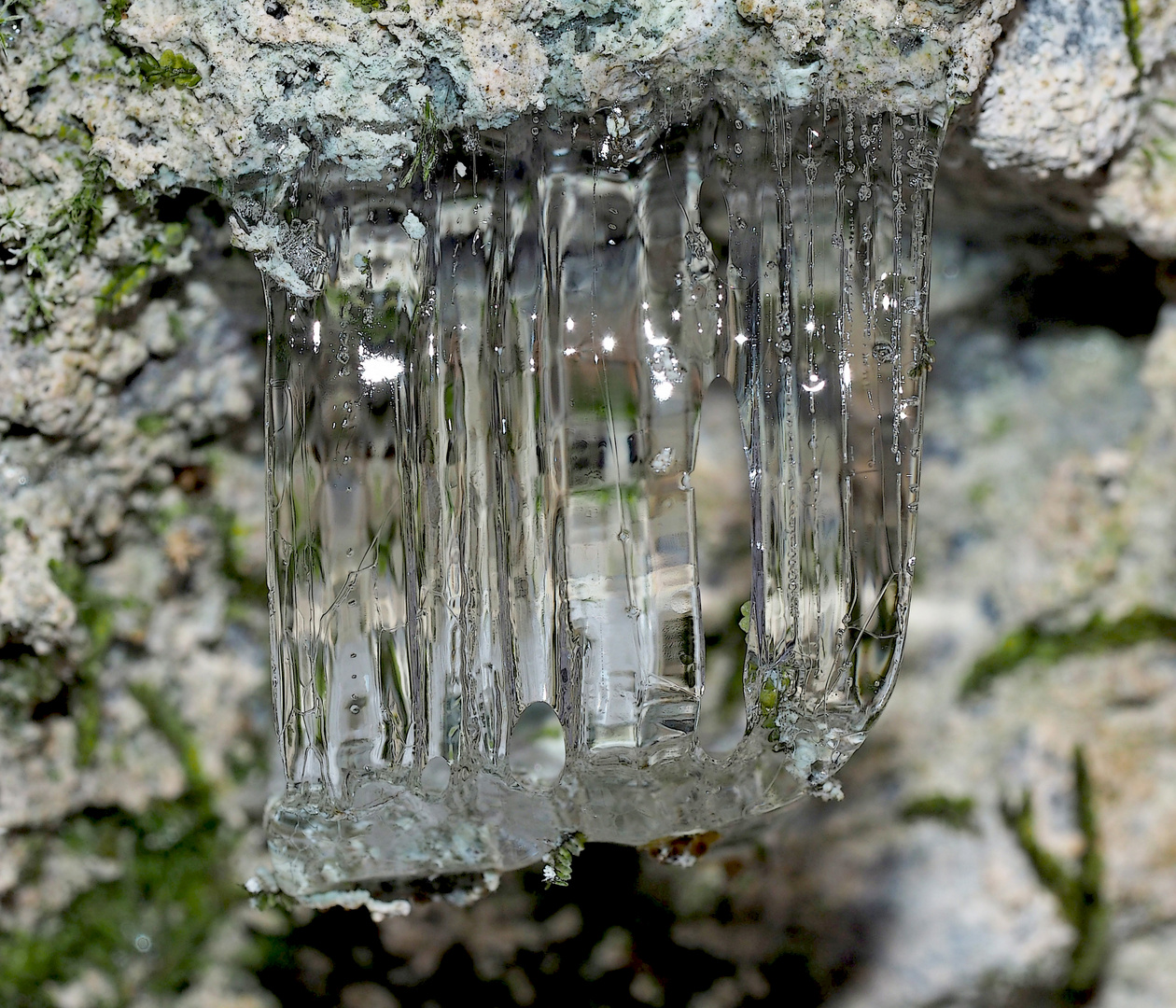 Das seltene Kammeis im abgelegenen Bergwald ...