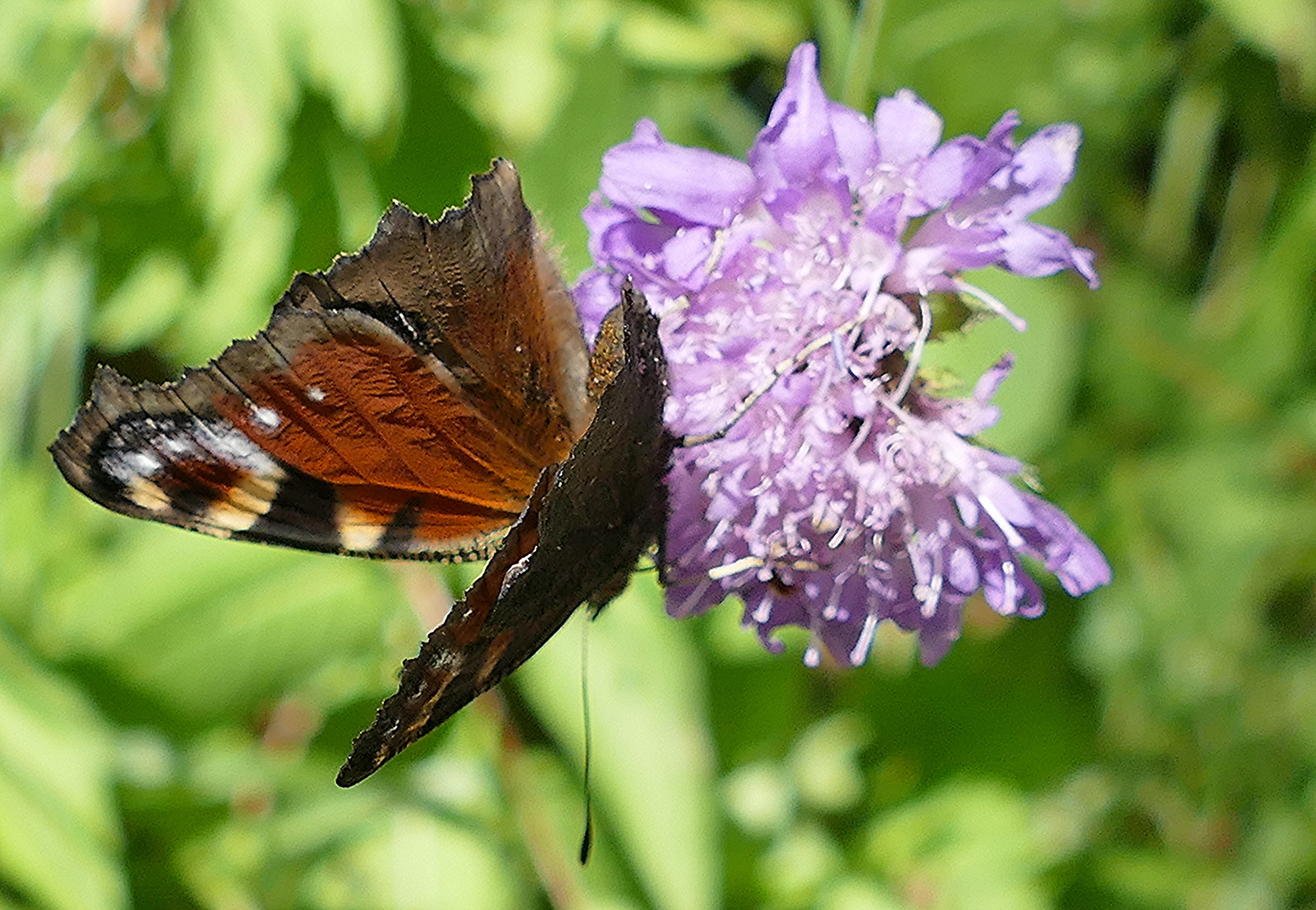 Das "seltene" Pfauenauge