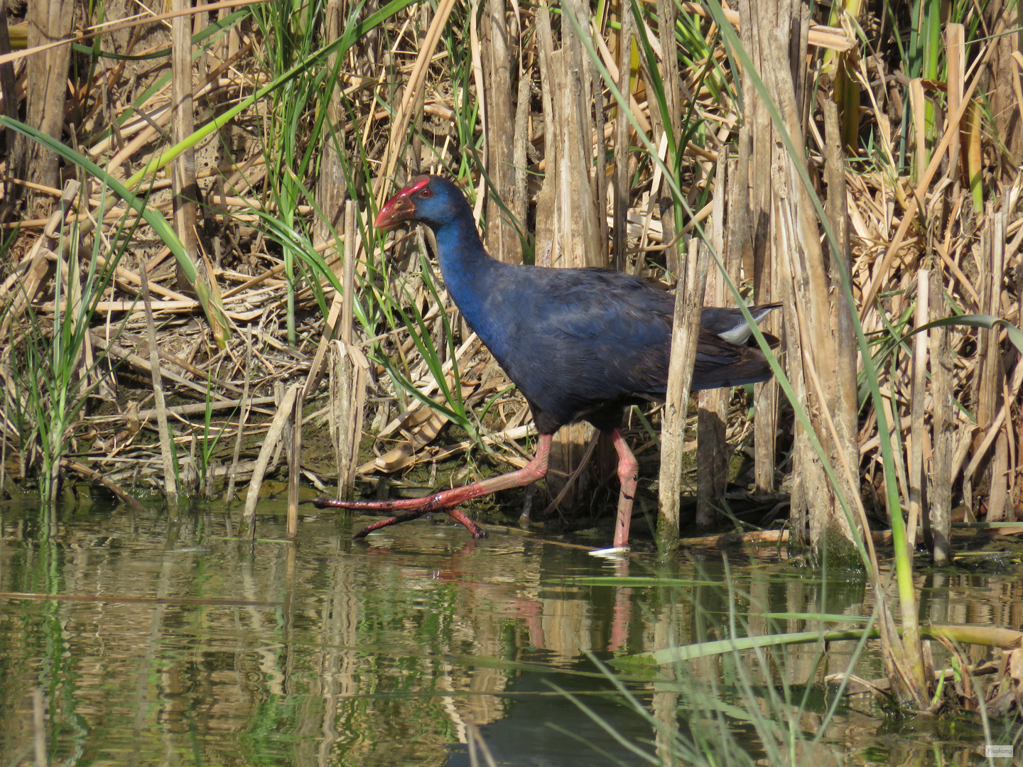 das seltene Purpurhuhn