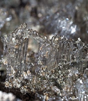 Das seltene Stängeleis ...