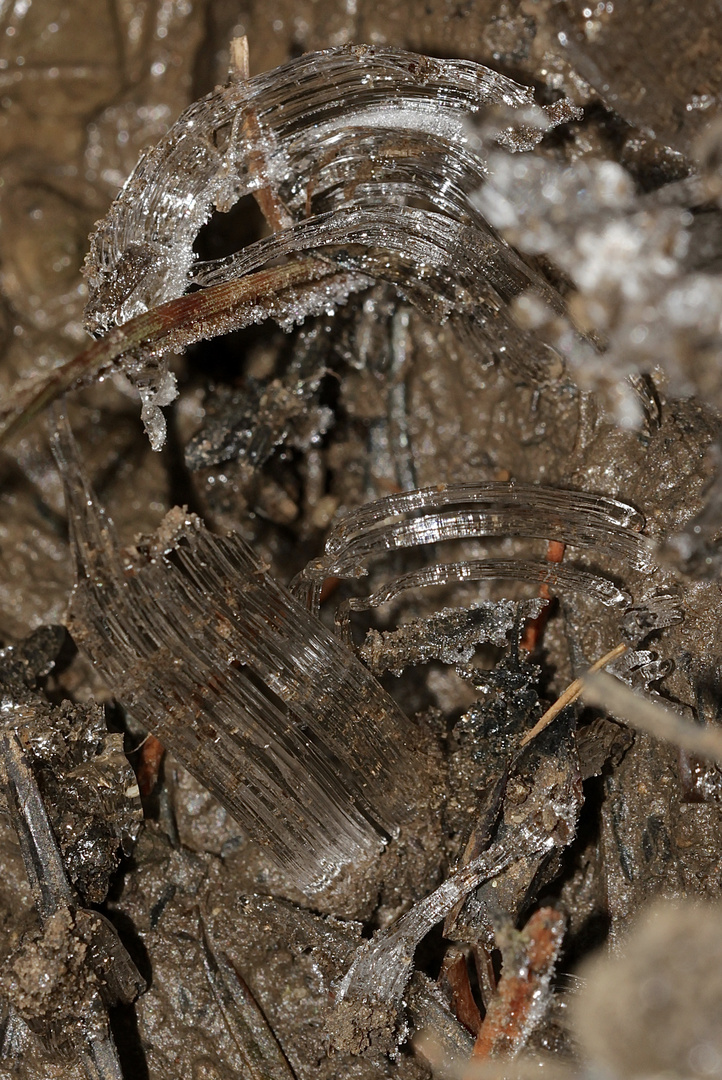 Das seltene, wunderschöne Kammeis (= Stängeleis = needle ice)...