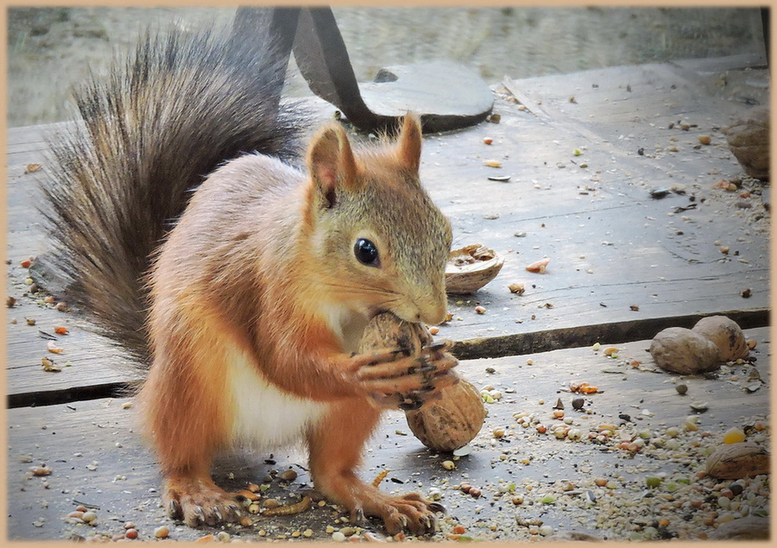  das sibirische Eichhörnchen