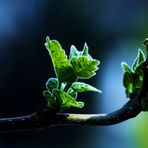 das sich Öffnen der Knospen und Wachsen der Blätter....