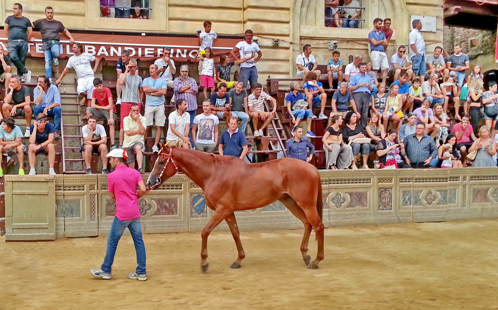 Das Siegerpferd beim Palio di Siena