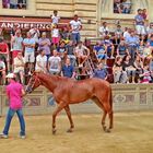 Das Siegerpferd beim Palio di Siena