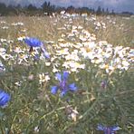 das sind 7 blaue kornblumen, eine davon im goldenen schnitt