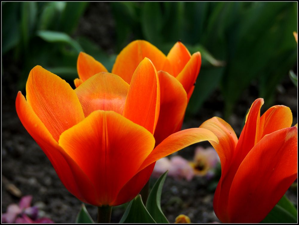 das sind die ersten offenen Tulpen....