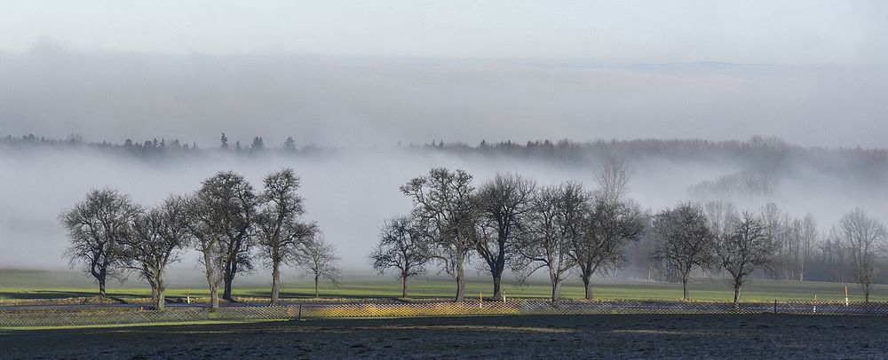 Das sind die (fotografisch) schönsten Seiten des nicht vorhandenen Winters....