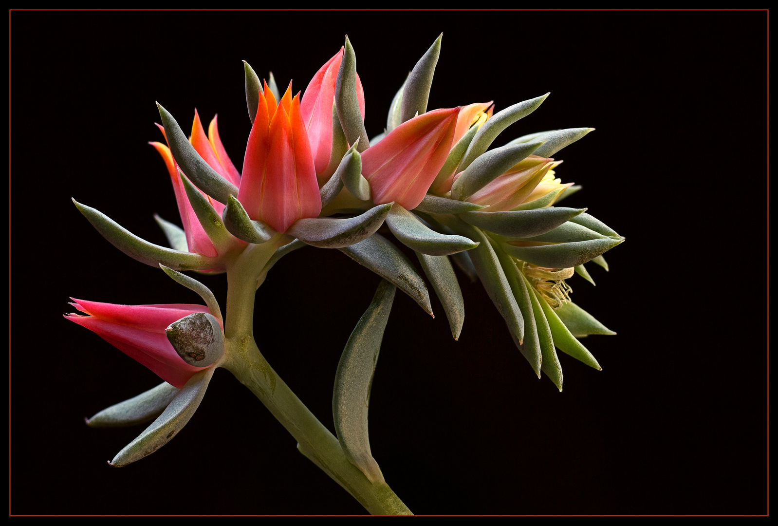 Das sind die wundervollen Blüten einer Echeveria Cheyenne 