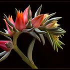 Das sind die wundervollen Blüten          einer  Echeveria Cheyenne - ( Stacking Bild )