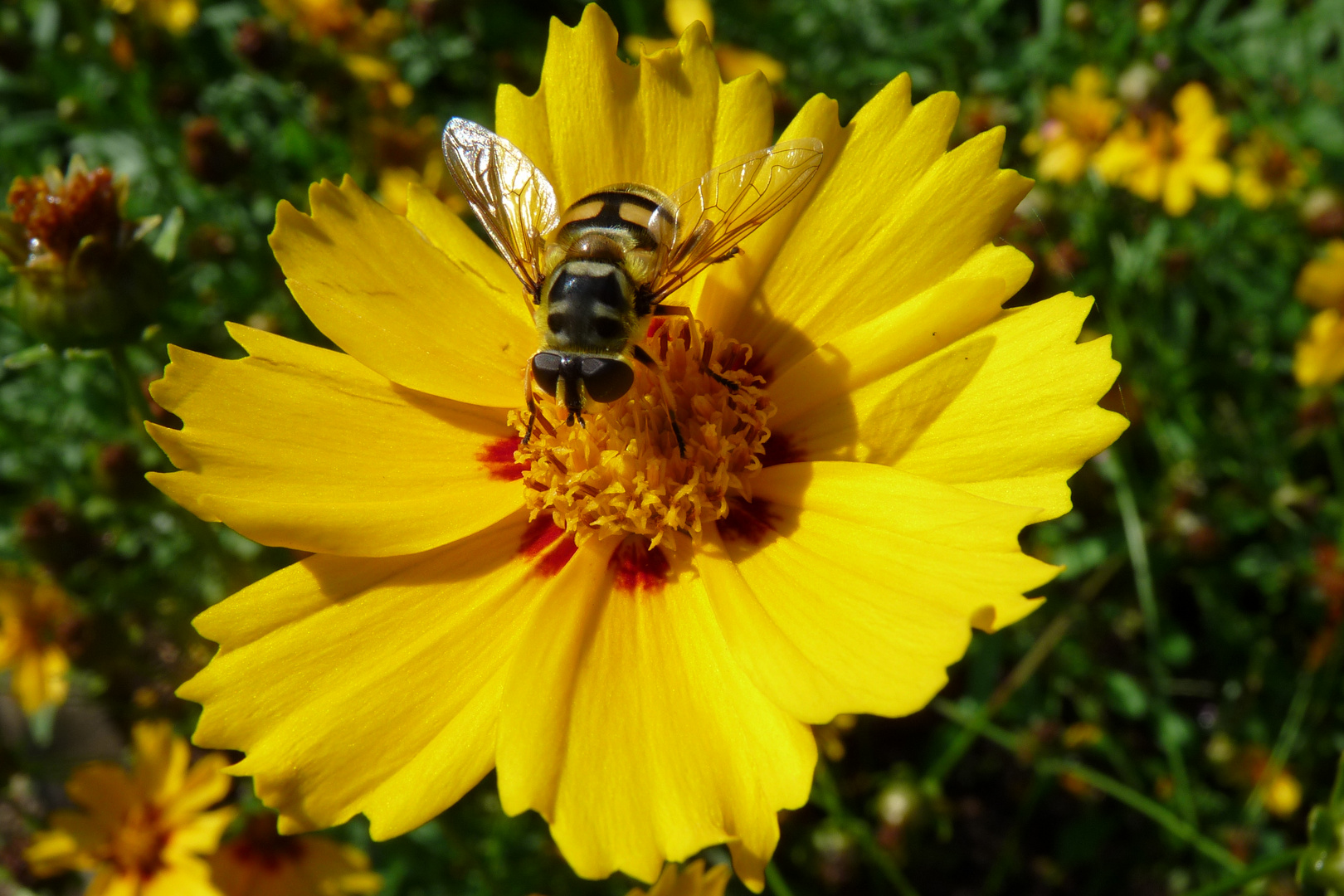 Get Coole augen bilder For iPhone Coole Augen Bilder