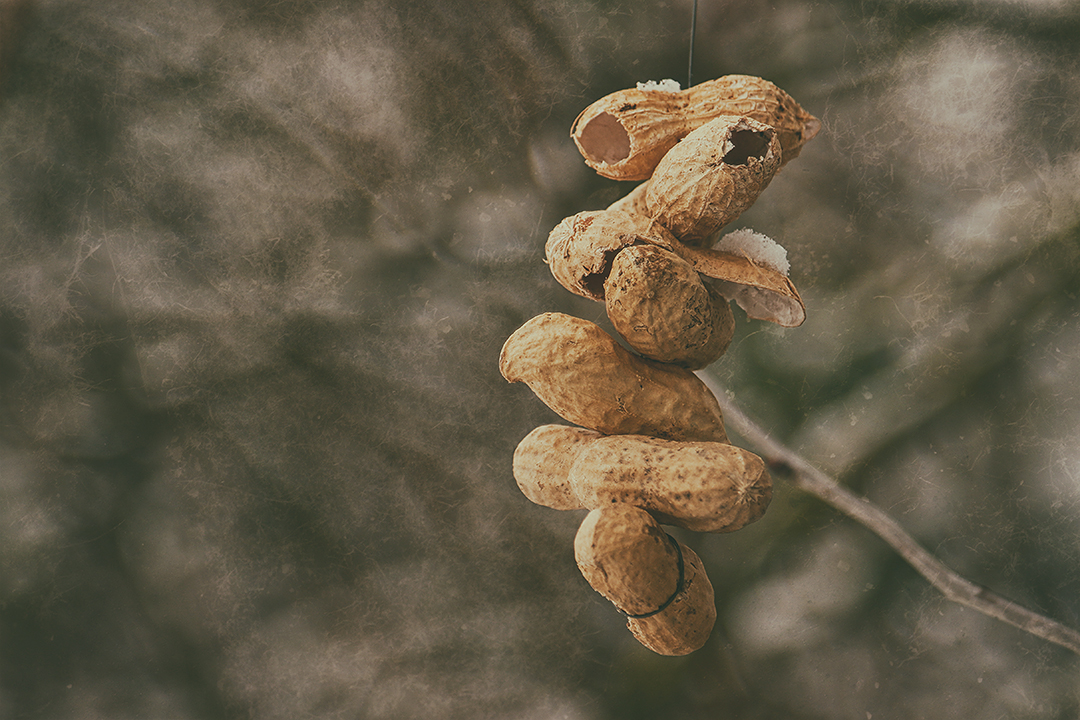 Das sind doch nur Peanuts