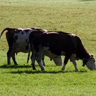 das sind echte Kitzbühler Schickeria-Kühe