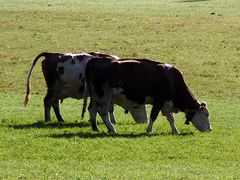 das sind echte Kitzbühler Schickeria-Kühe