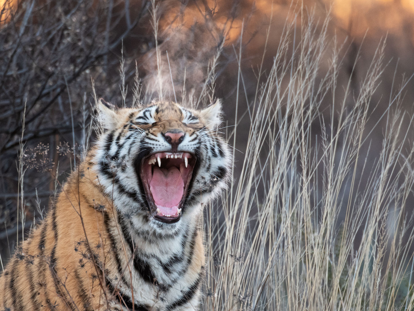 Das sind erst die Milchzähne eines 10 Monate alten Tigers