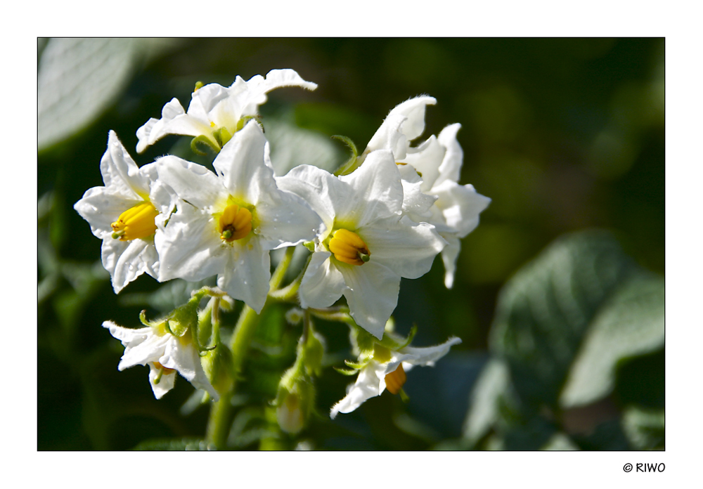 das sind Kartoffelblüten.........