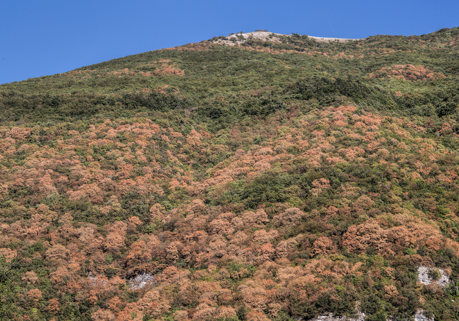 das sind keine Herbstfarben,  -selbst in den Bergen