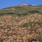 das sind keine Herbstfarben,  -selbst in den Bergen