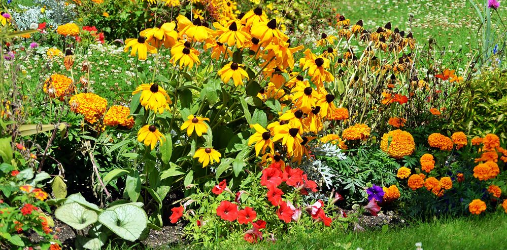 Das sind KEINE Sonntagsblümchen !