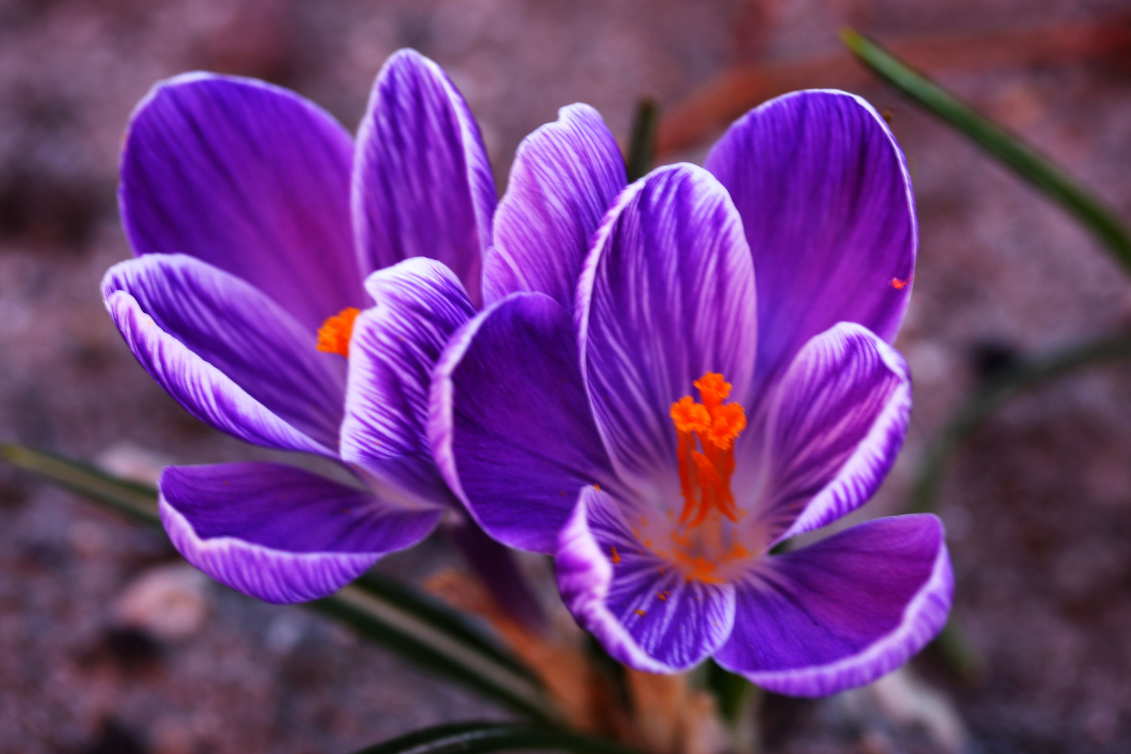 Das sind Krokusse vom meinem Garten