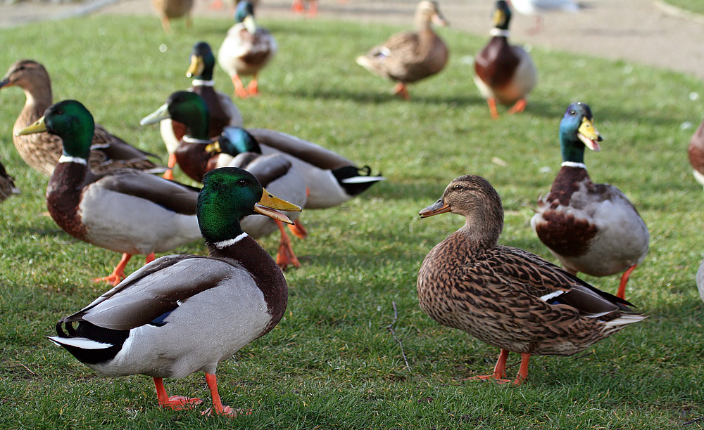 das sind meine kleinen süßen enten Foto & Bild | europe, scandinavia