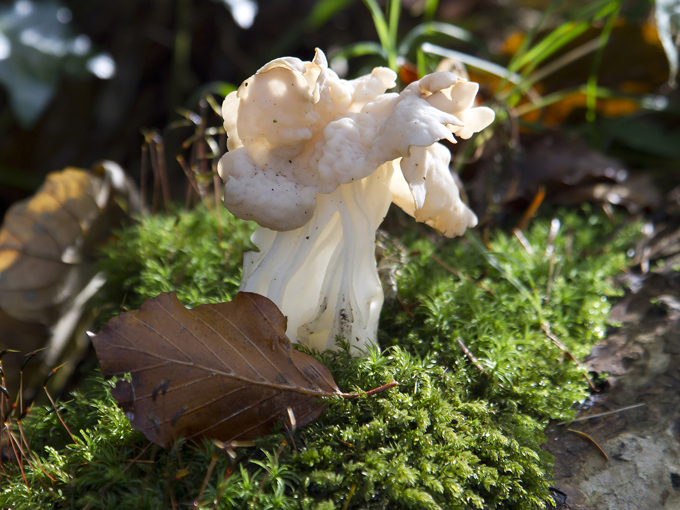 das sind schon eigenartige Pilze, die Herbstlorchel