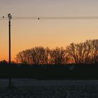 Das sind sie die frühen Vogel, aber wo ist der Wurm ? 