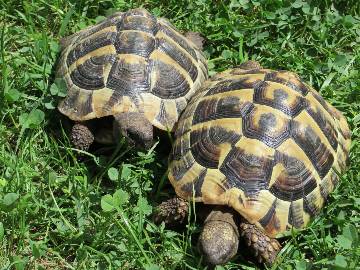 Das sind unsere Griechischen Landschildkröten Paul und Pauline in unserem Garten.