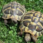 Das sind unsere Griechischen Landschildkröten Paul und Pauline in unserem Garten.