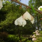 Das singende klingende Bäumchen