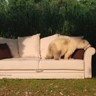 Das Sofa im Zoo - Der Beißtest