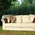 Das Sofa im Zoo - Der Kuscheltest