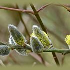 Das soll der Frühling sein    ?   Mein Mittwochsblümchen 