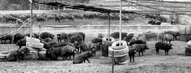 Das soll mal gutes und teures Pata Negra- Fleisch geben