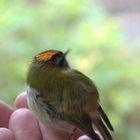 das Sommergoldhähnchen zu Besuch