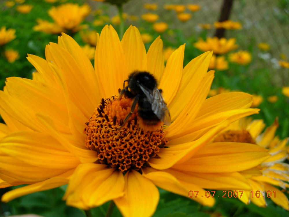 Das Sonnenauge und die Hummel Foto & Bild pflanzen, pilze & flechten