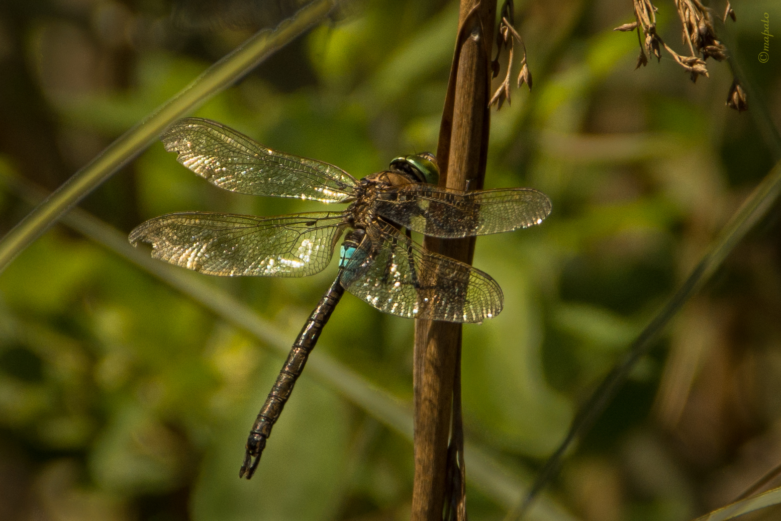 das Sonnenbad einer Libelle 2 